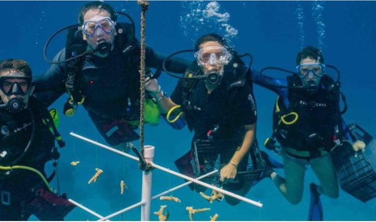 Latinoamérica: ¿Quiénes cumplieron y quiénes no con el compromiso de proteger el 10 % de sus mares?