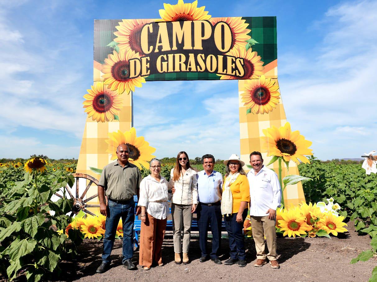$!Campos de girasoles impulsan turismo en Mocorito y mantienen ocupación al 100%
