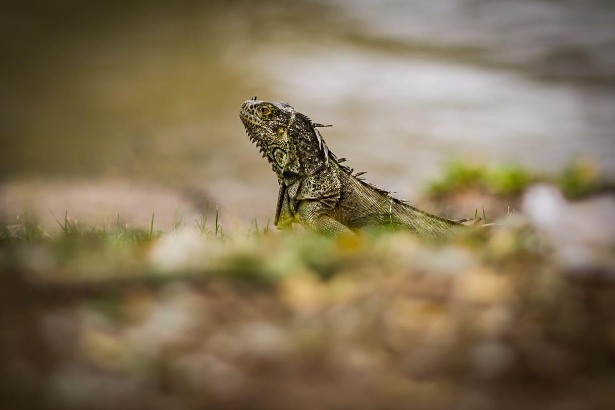 $!Ayuntamiento de Culiacán sin medios para proteger a la iguana verde del parque Las Riberas