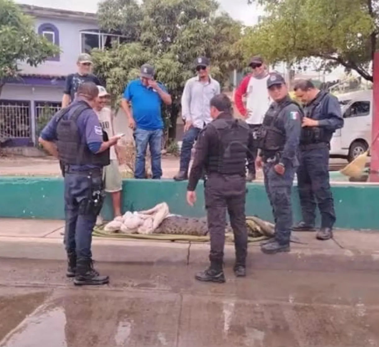 $!Capturan cocodrilo de más de dos metros que deambulaba por calles de Mazatlán