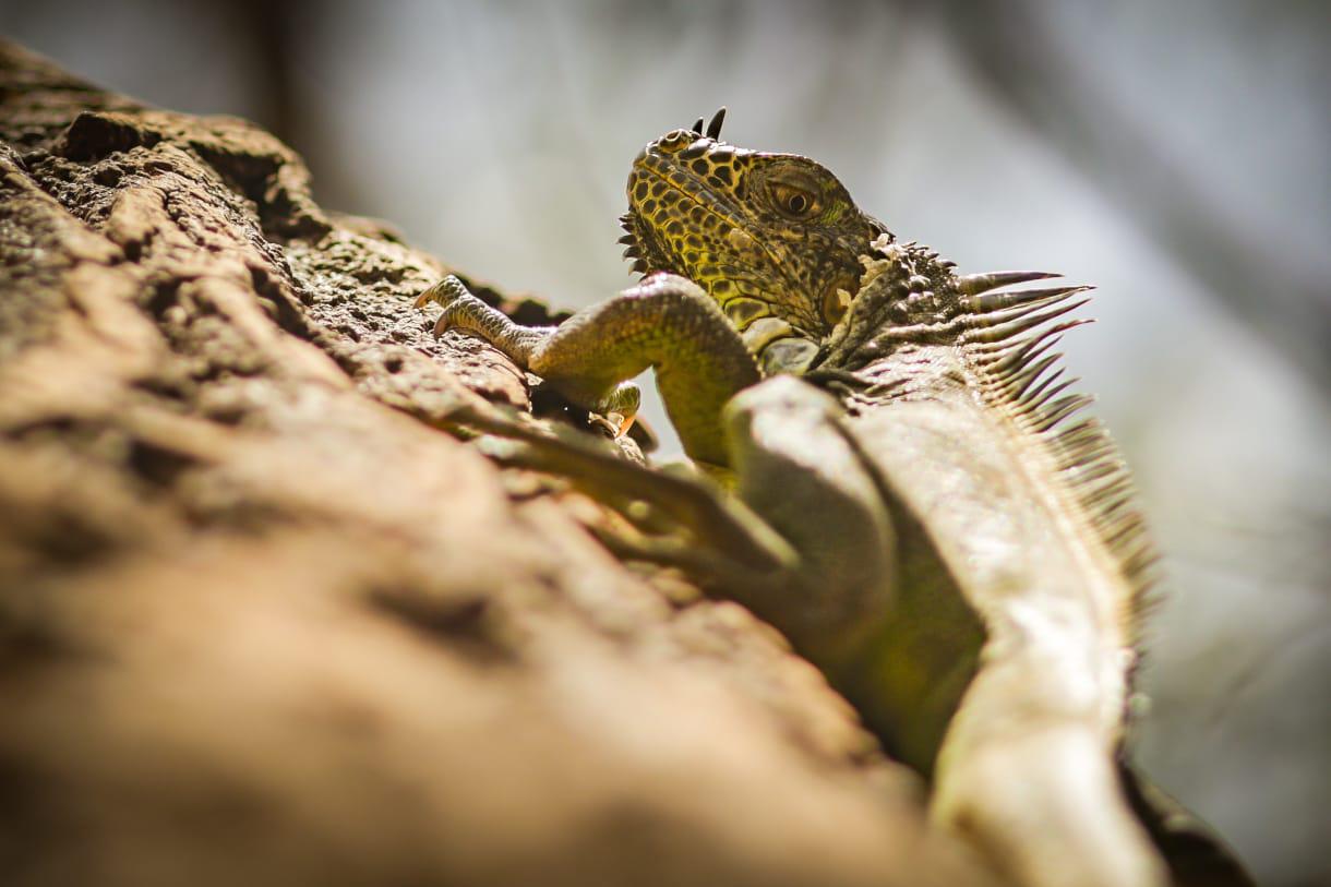 $!Ayuntamiento de Culiacán sin medios para proteger a la iguana verde del parque Las Riberas