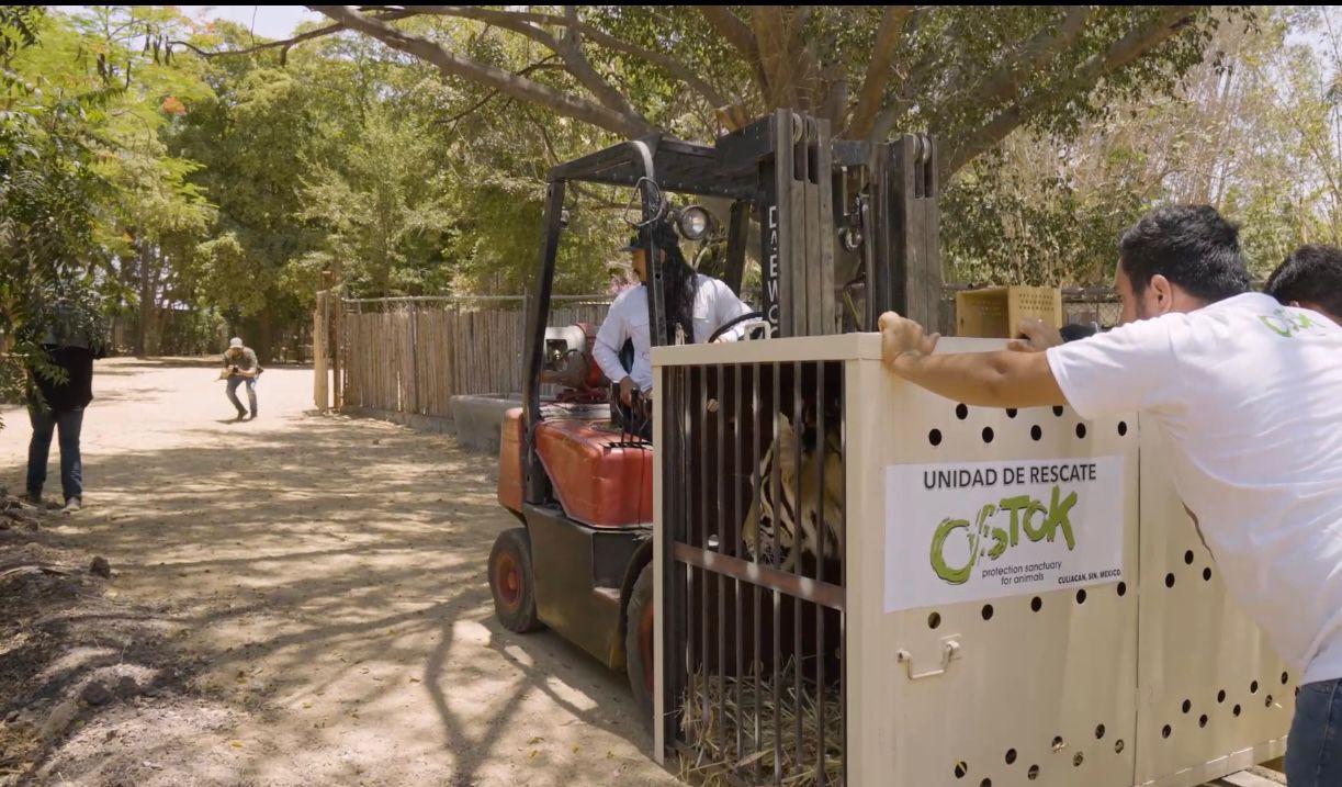 $!Desde Culiacán, envían 200 tigres rescatados a la India