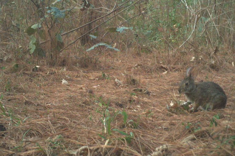 Reaparece el conejo de Omiltemi en México: la especie que se creía extinta desde hace 120 años