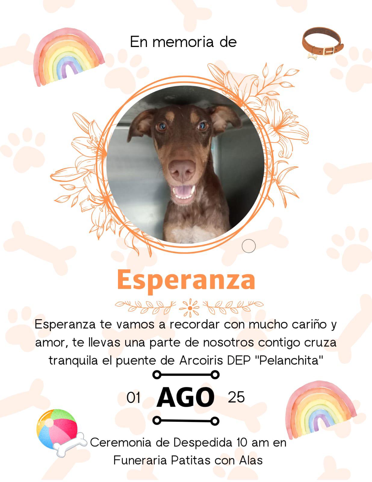 $!Fallece Esperanza, la perrita baleada en Culiacán