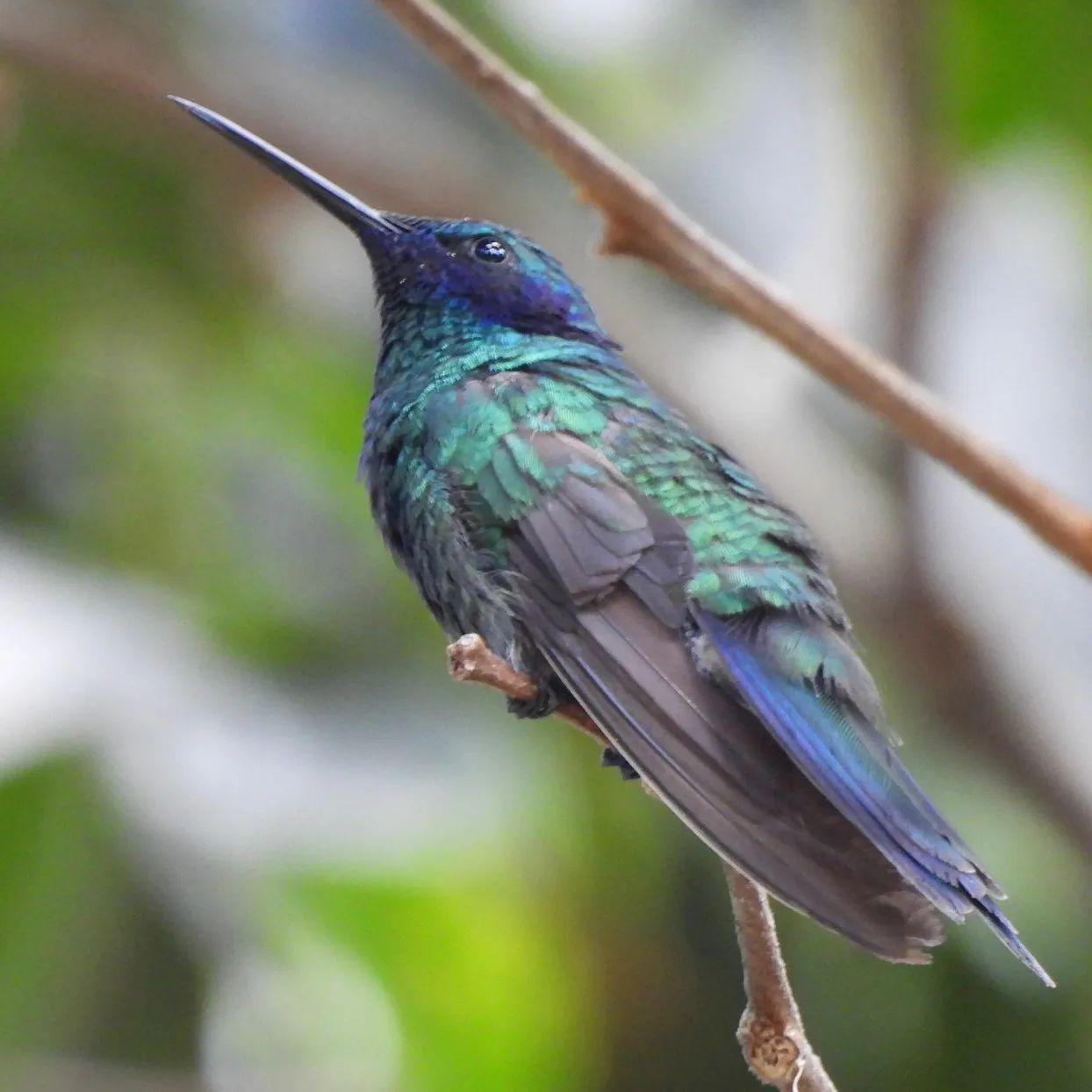 $!Los bosques de la comunidad de Yunguilla alberga una gran biodiversidad.