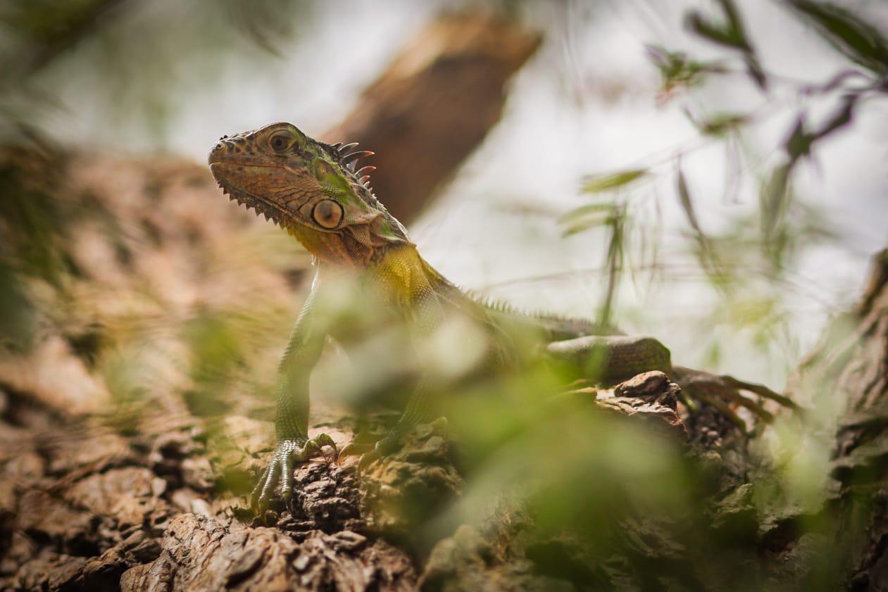 $!Ayuntamiento de Culiacán sin medios para proteger a la iguana verde del parque Las Riberas