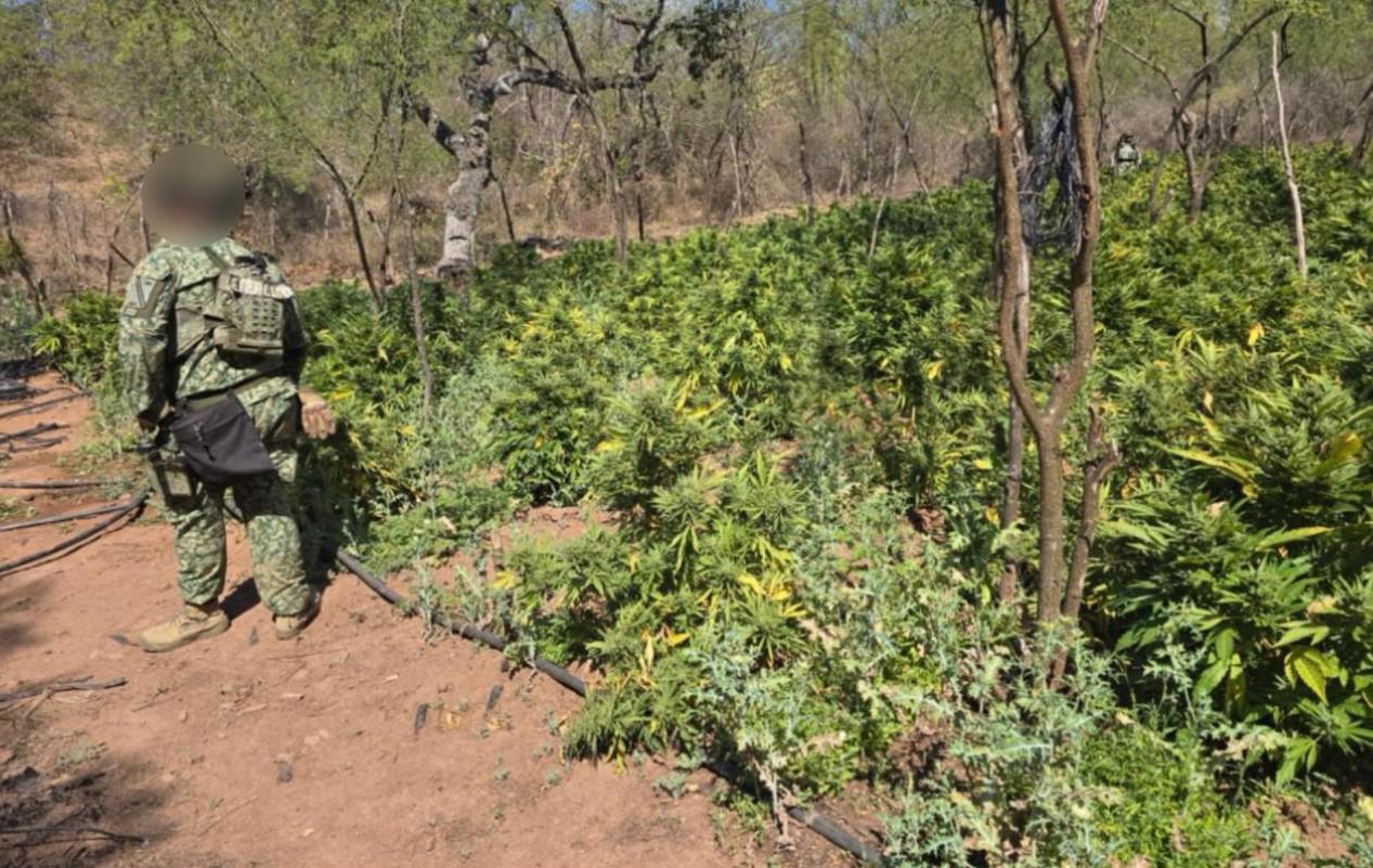 $!Destruyen sembradíos y secadero de marihuana en Badiraguato y Elota