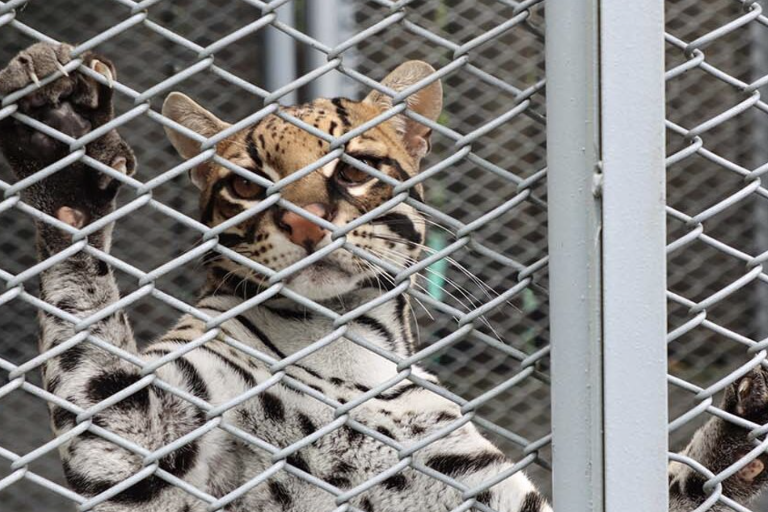 Así es la vida de Barto, un ocelote rescatado del tráfico de vida silvestre en Colombia