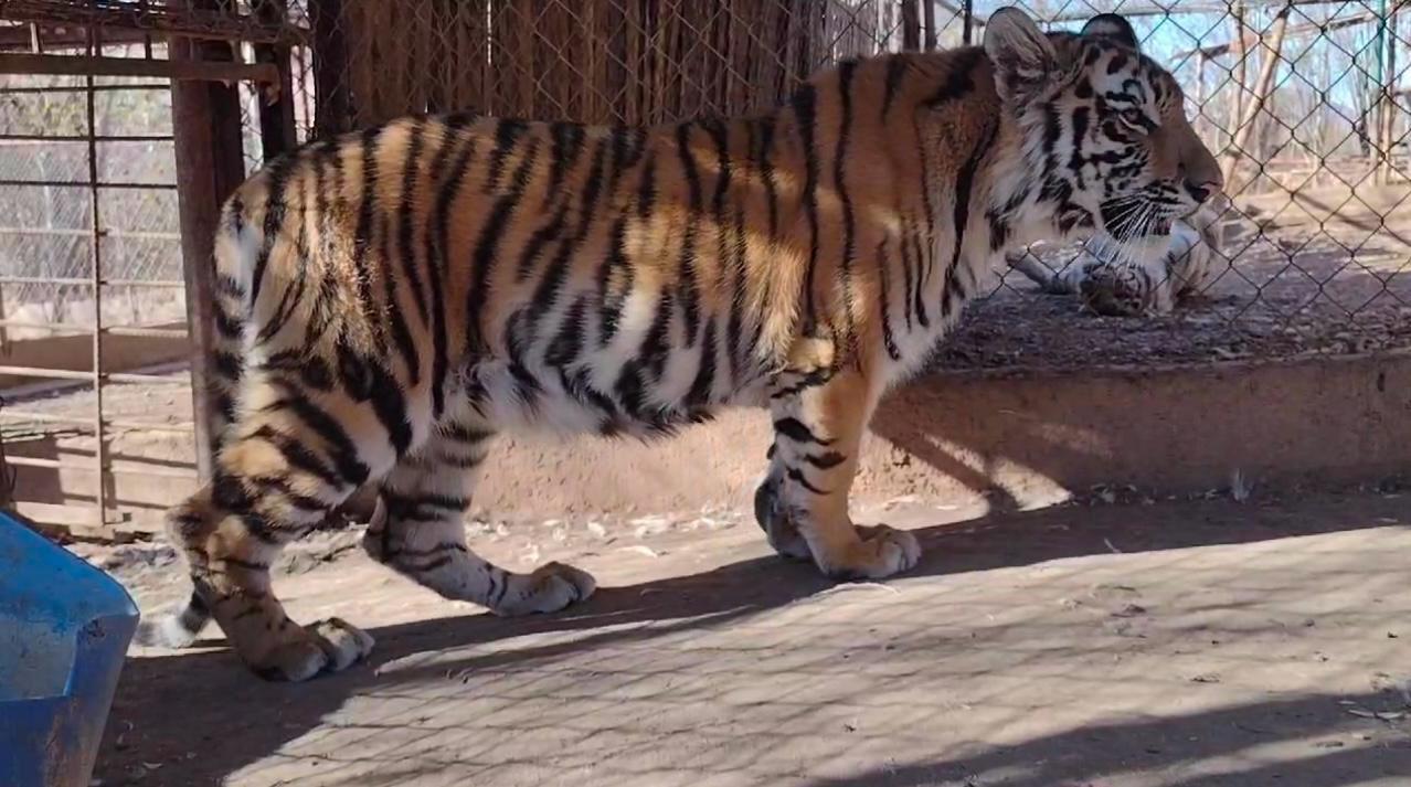 $!Ya van 11 felinos, entre leones y tigres de bengala, los rescatados en la crisis de seguridad