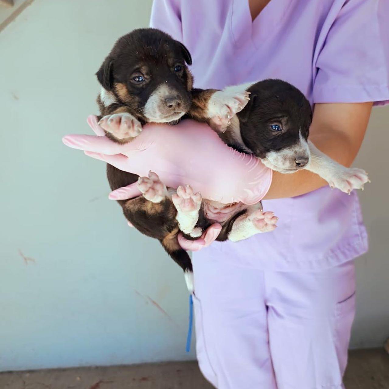 $!Así puedes rescatar a un perro o gato en situación de calle, según activista