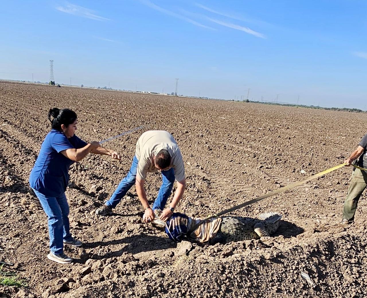 $!Captura PC a cocodrilo de casi tres metros en el campo El Diez y lo liberan en su hábitat