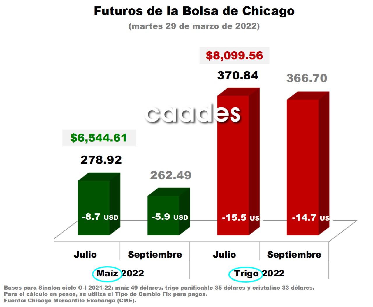 $!¿Ya contrataste tu cosecha? Precios de maíz y trigo van en picada, reporta la Caades