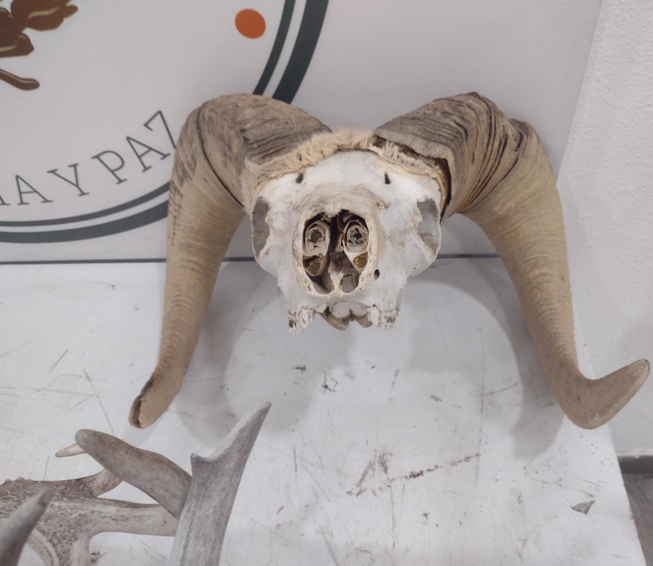 $!En Sonora aseguran 56 cráneos con cuernos de borrego cimarrón y venado