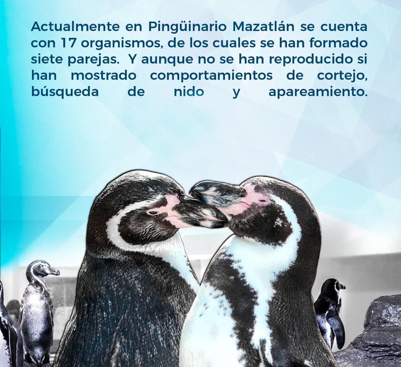 $!Alberga y protege Acuario Mazatlán17 pingüinos de Humboldt