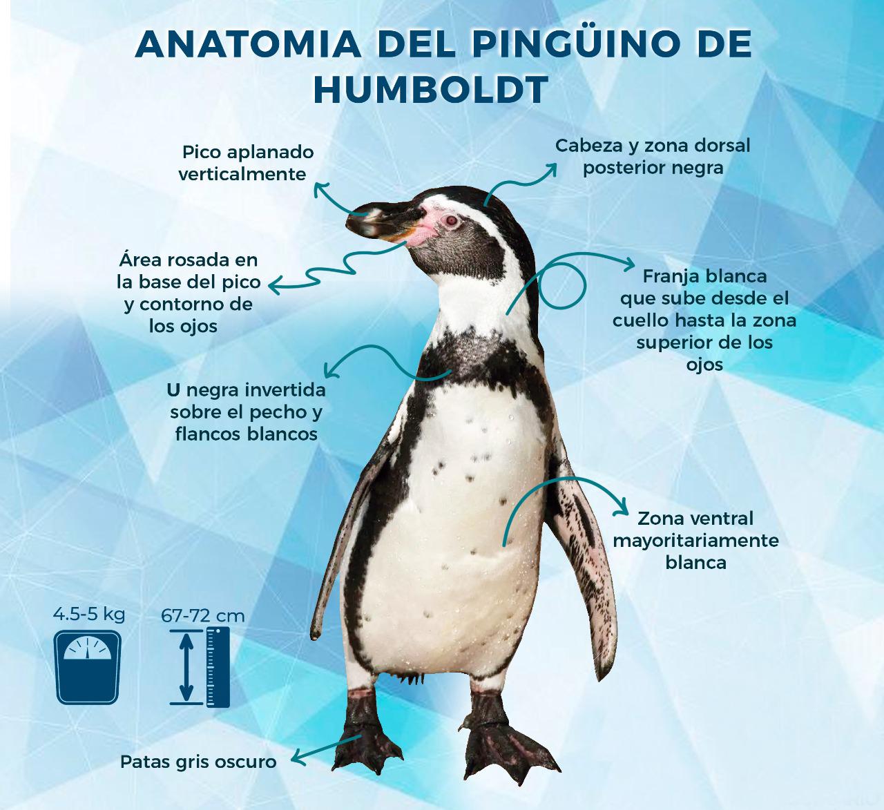 $!Alberga y protege Acuario Mazatlán17 pingüinos de Humboldt