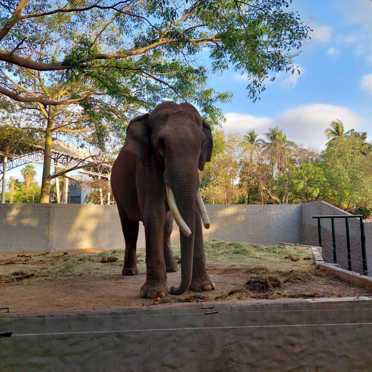 $!‘Big Boy’, en condiciones para ser trasladado a su nuevo hogar, señala AZCARM