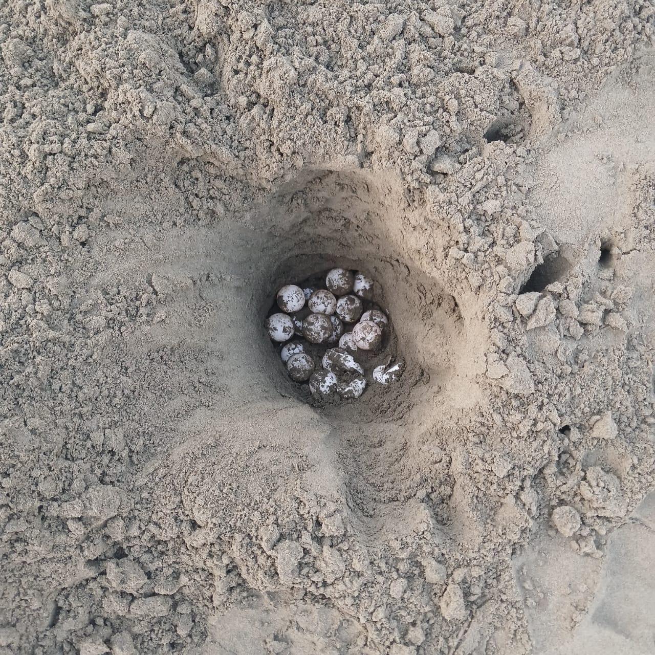 $!Huevos de tortugas reubicados por las comunidades de Nuqui.