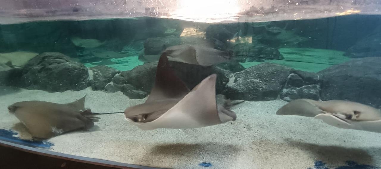 $!Mazatlán cuenta con el acuario más grande de Latinoamérica ¿qué lo hace único?