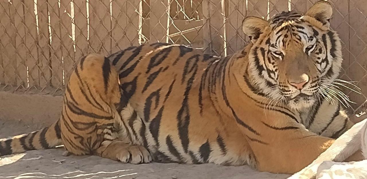 $!Ya van 11 felinos, entre leones y tigres de bengala, los rescatados en la crisis de seguridad