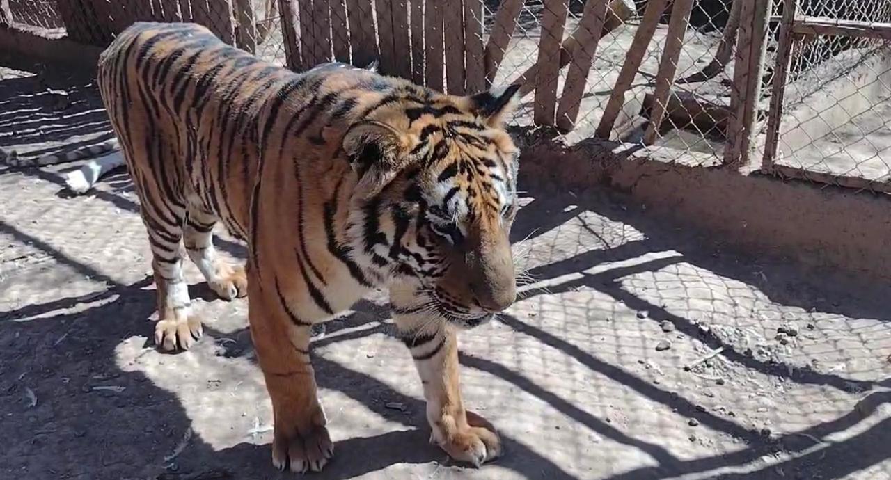 $!Ya van 11 felinos, entre leones y tigres de bengala, los rescatados en la crisis de seguridad