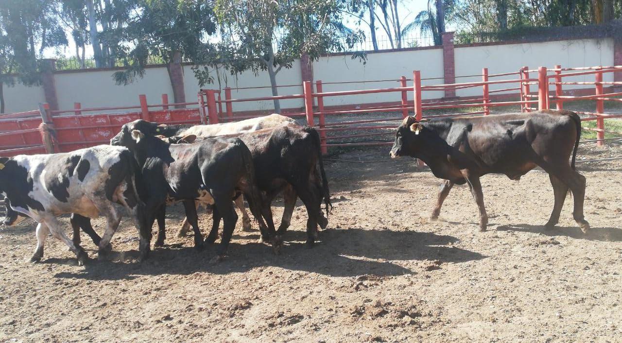 $!Busca UGRS que ganaderos sinaloenses participen en toda la cadena de valor de la carne