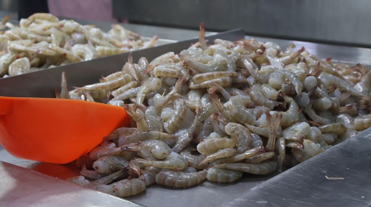$!Producción de camarón en Sinaloa cayó en 2024; tres especies registraron su peor nivel desde 2018