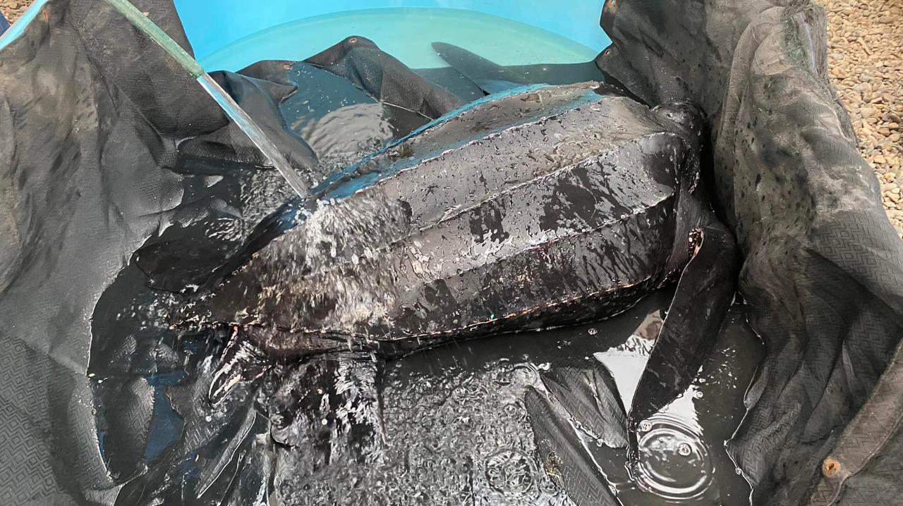 $!Una tortuga marina, de las más grandes del planeta, es rescatada y liberada en Sinaloa; quedó atrapada en redes de pesca