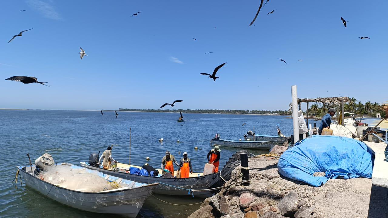 $!Tienen pescadores de Teacapán, Escuinapa, temporada regular