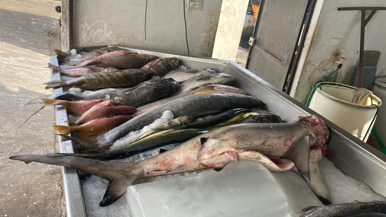 $!Registran alza en venta de pescado en embarcadero a la Isla de la Piedra