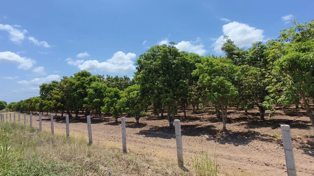 $!Caída de floración deja en crisis la producción de mango en Rosario