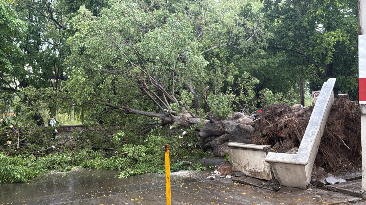 $!Cae árbol sobre el Malecón Viejo durante lluvia este sábado en Culiacán