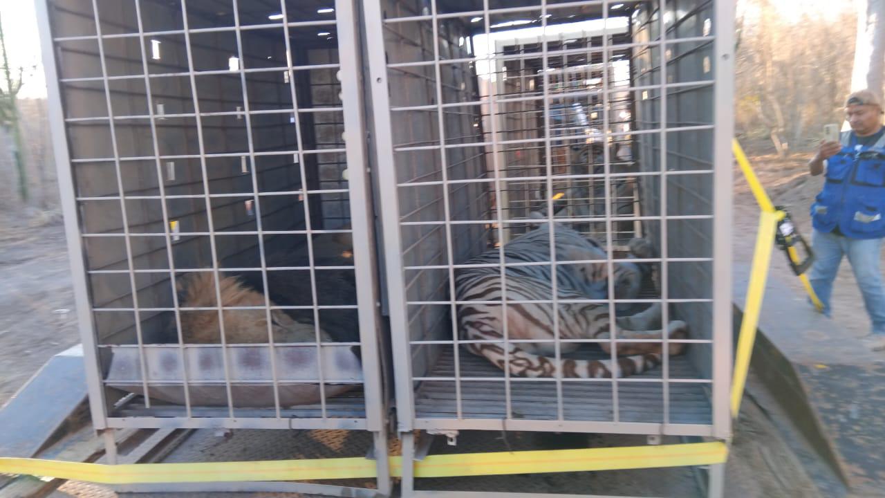 $!Animales del Santuario Ostok se van a proyecto turístico en Mazatlán