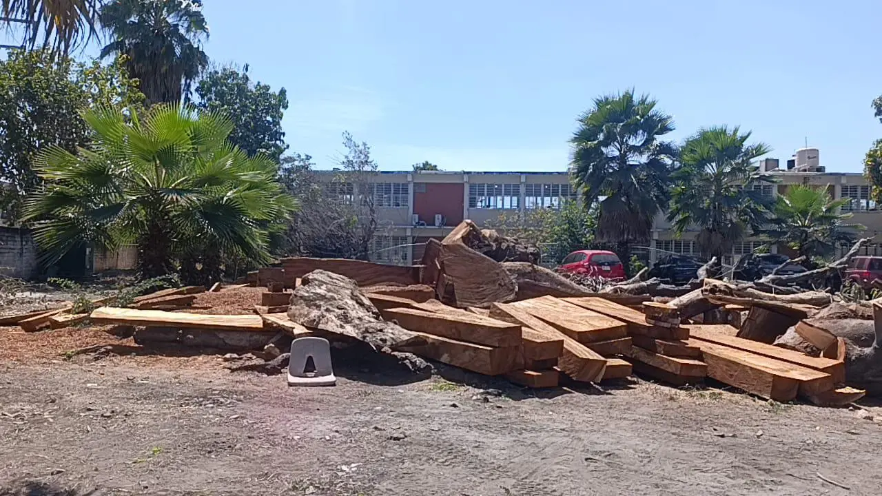 $!Un árbol de 70 años es tirado en secundaria de Escuinapa tras comenzar a secarse