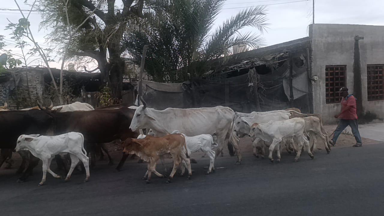 $!Sector ganadero de Escuinapa pasa por una etapa crítica