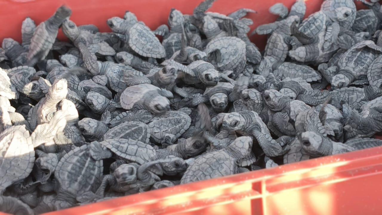 $!Realizan en Rosario la primera liberación masiva de crías de tortuga marina de la temporada