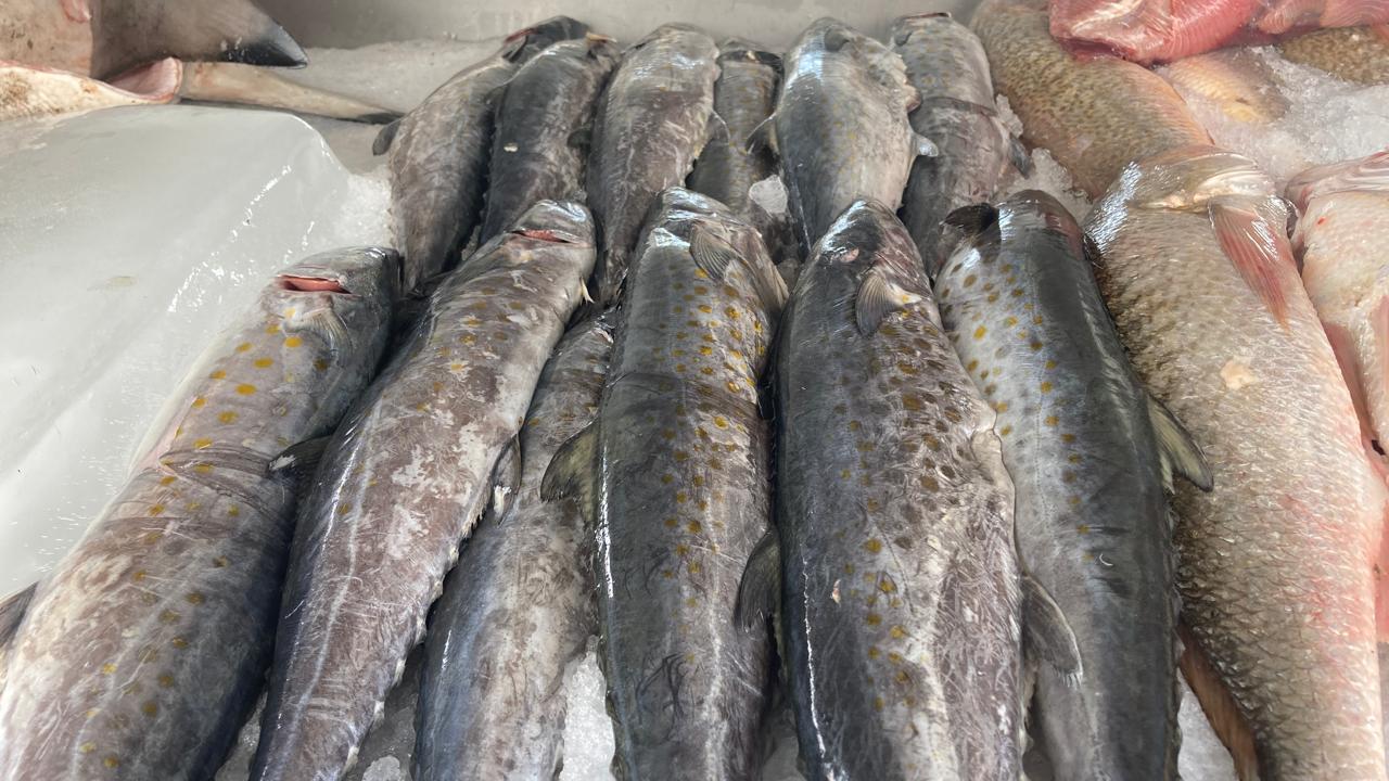 $!Registran alza en venta de pescado en embarcadero a la Isla de la Piedra