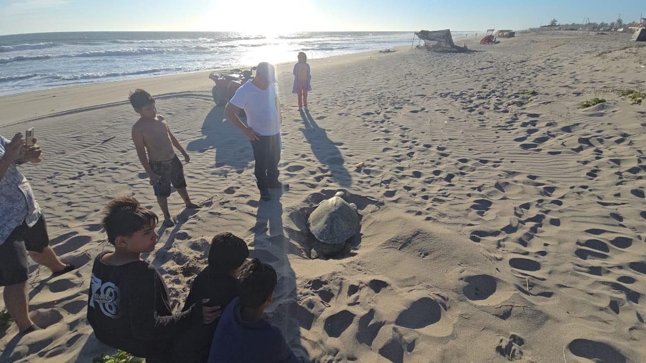 $!Sorprende a bañistas tortuga que salió a desovar en playa de Rosario