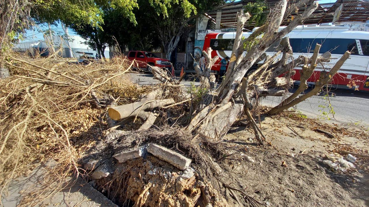$!A más de 15 días del azote de ‘Pamela’, árboles y ramas arrancados por los vientos bloquean banquetas y vialidades de Mazatlán