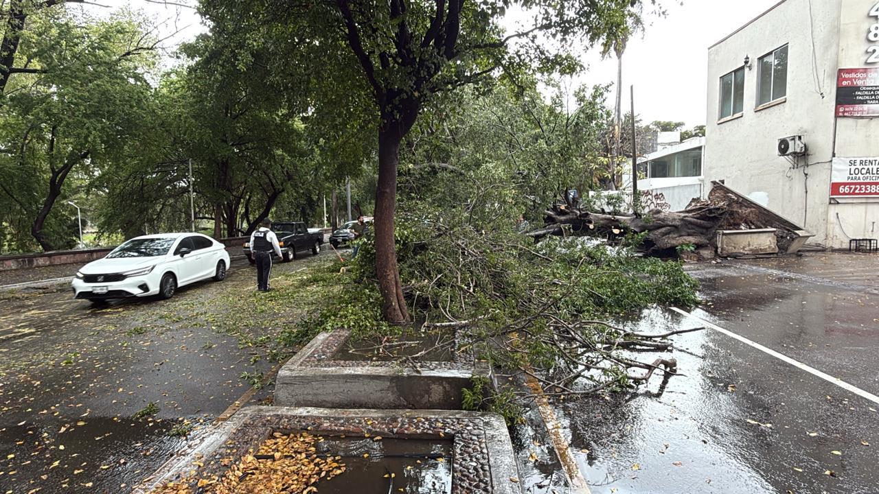 $!Cae árbol sobre el Malecón Viejo durante lluvia este sábado en Culiacán