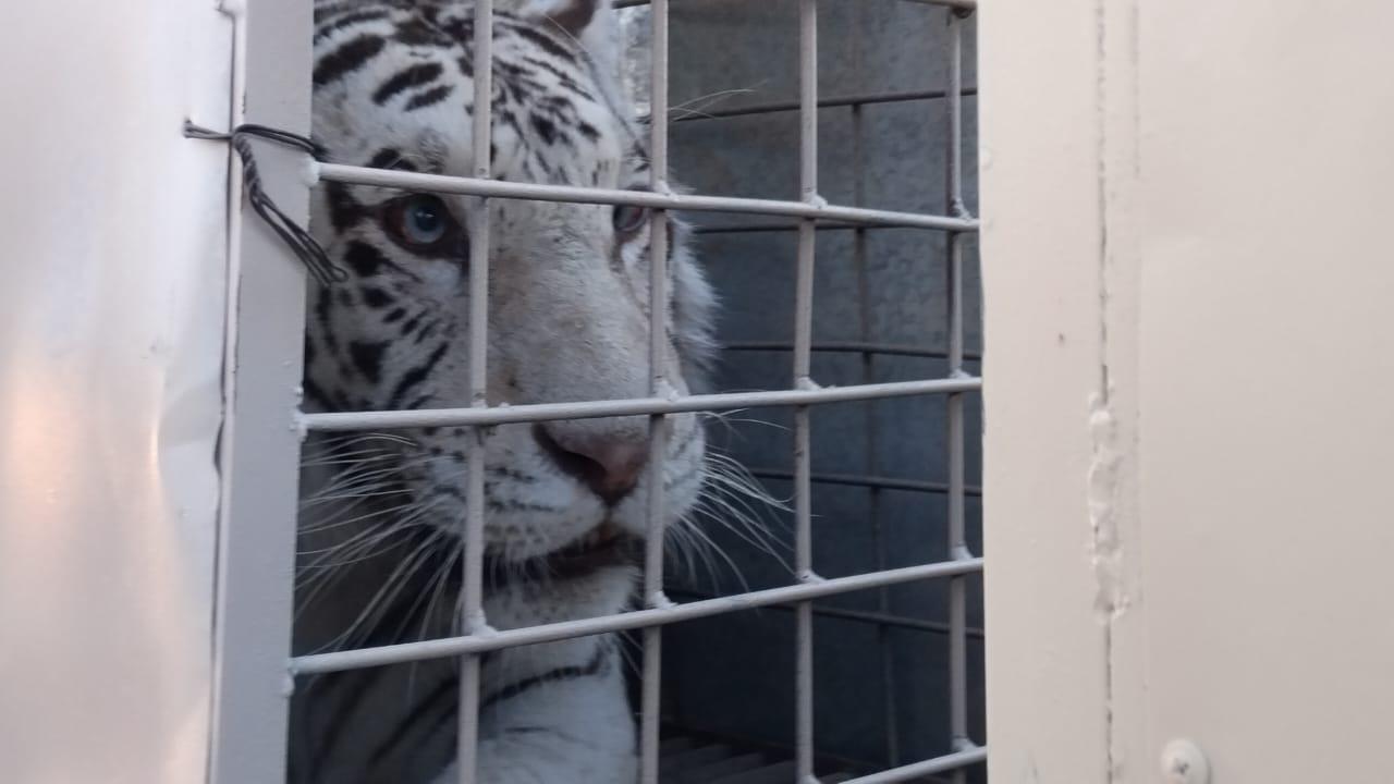 $!Animales del Santuario Ostok se van a proyecto turístico en Mazatlán