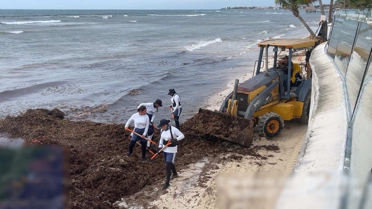 $!Mantienen retiro de sargazo en costas de Quintana Roo; van casi 17 mil toneladas recogidas en lo que va de 2026