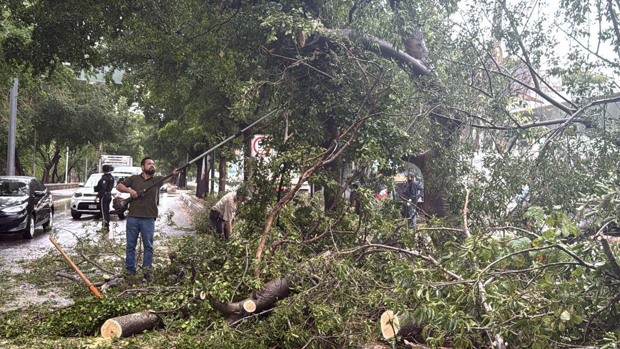 $!Cae árbol sobre el Malecón Viejo durante lluvia este sábado en Culiacán