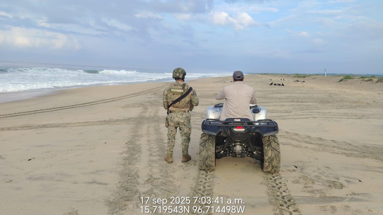 $!Más de 328 mil tortugas golfinas desovan en el Santuario de Playa Escobilla, en Oaxaca