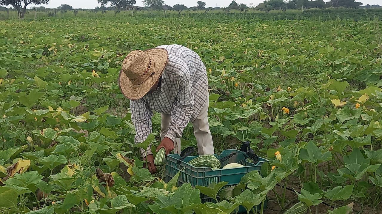 $!Sembradores de calabaza y pepino en Escuinapa sufren por bajos precios