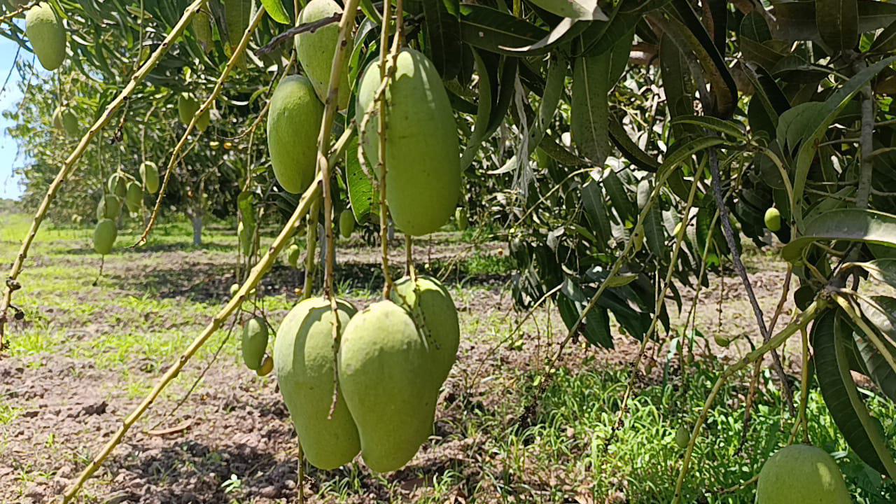 $!Producción de este año es solo ‘mango niño’, que se tiene que tirar: dirigente