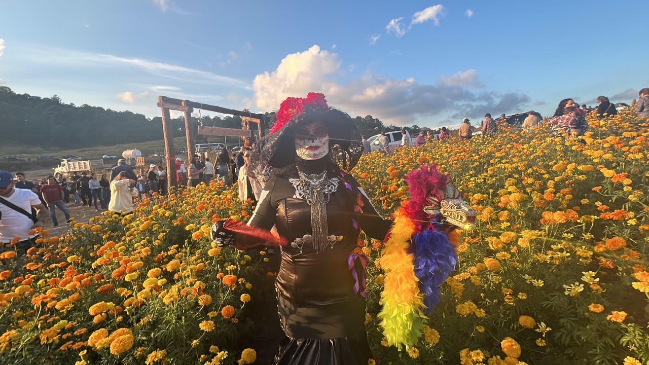 $!Inauguran en Surutato el primer campo de cempasúchil de Sinaloa