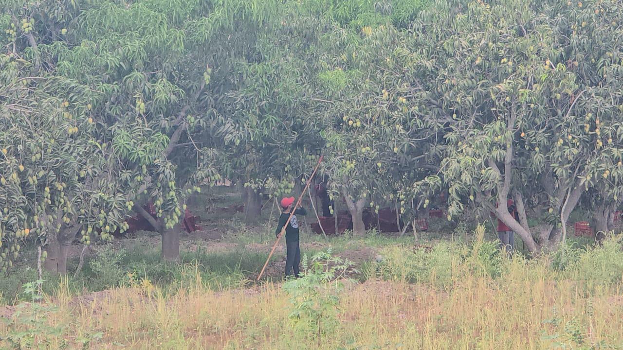 $!Arranca en el sur de Sinaloa corte de mango y prevén que sea temporada ‘muy rápida’
