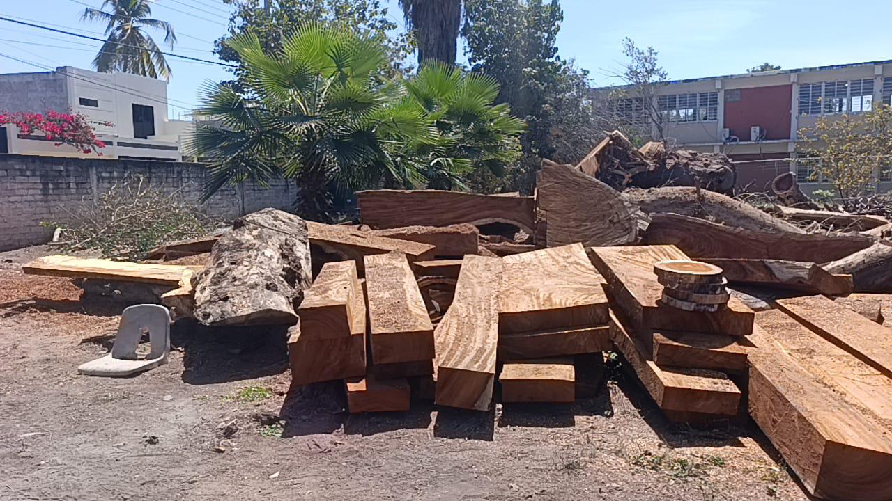 $!Un árbol de 70 años es tirado en secundaria de Escuinapa tras comenzar a secarse