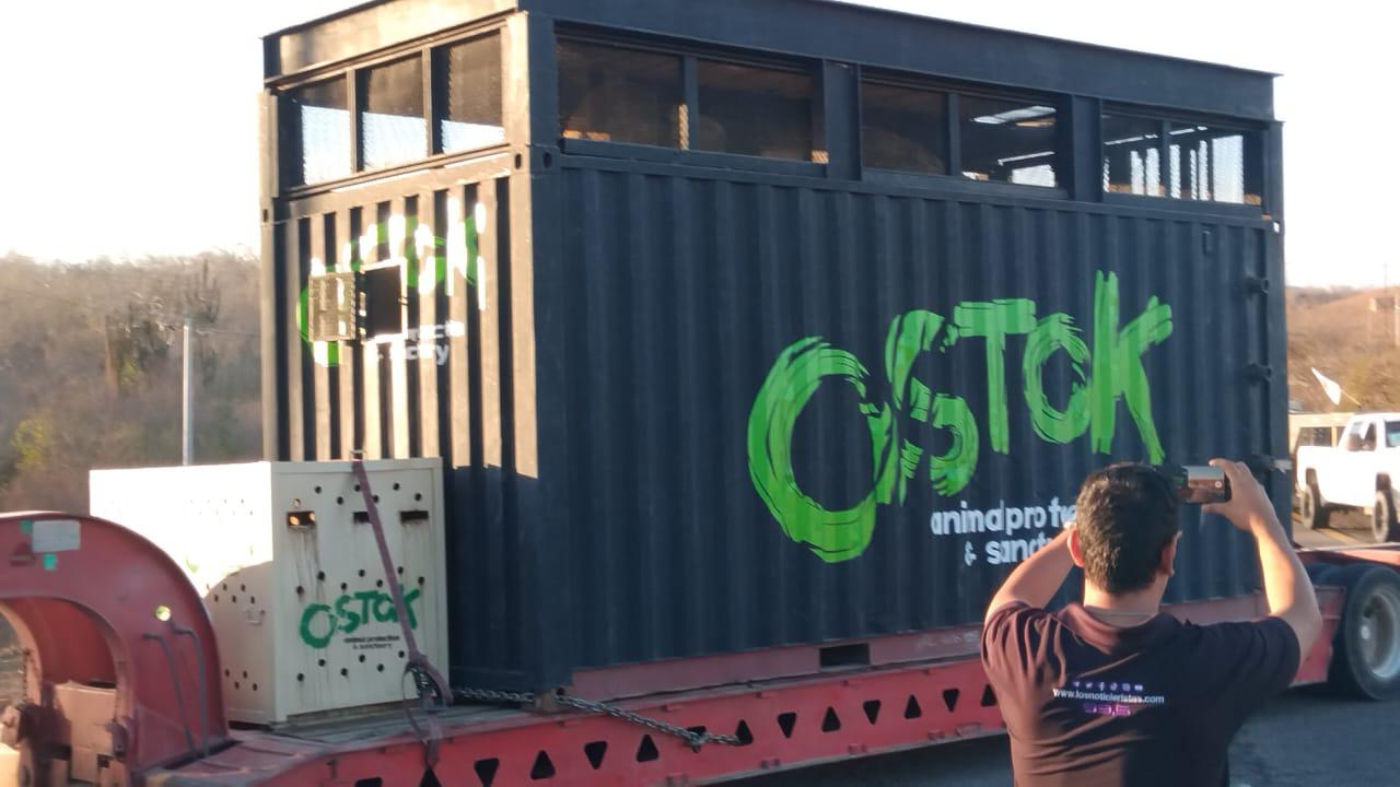 $!Animales del Santuario Ostok se van a proyecto turístico en Mazatlán