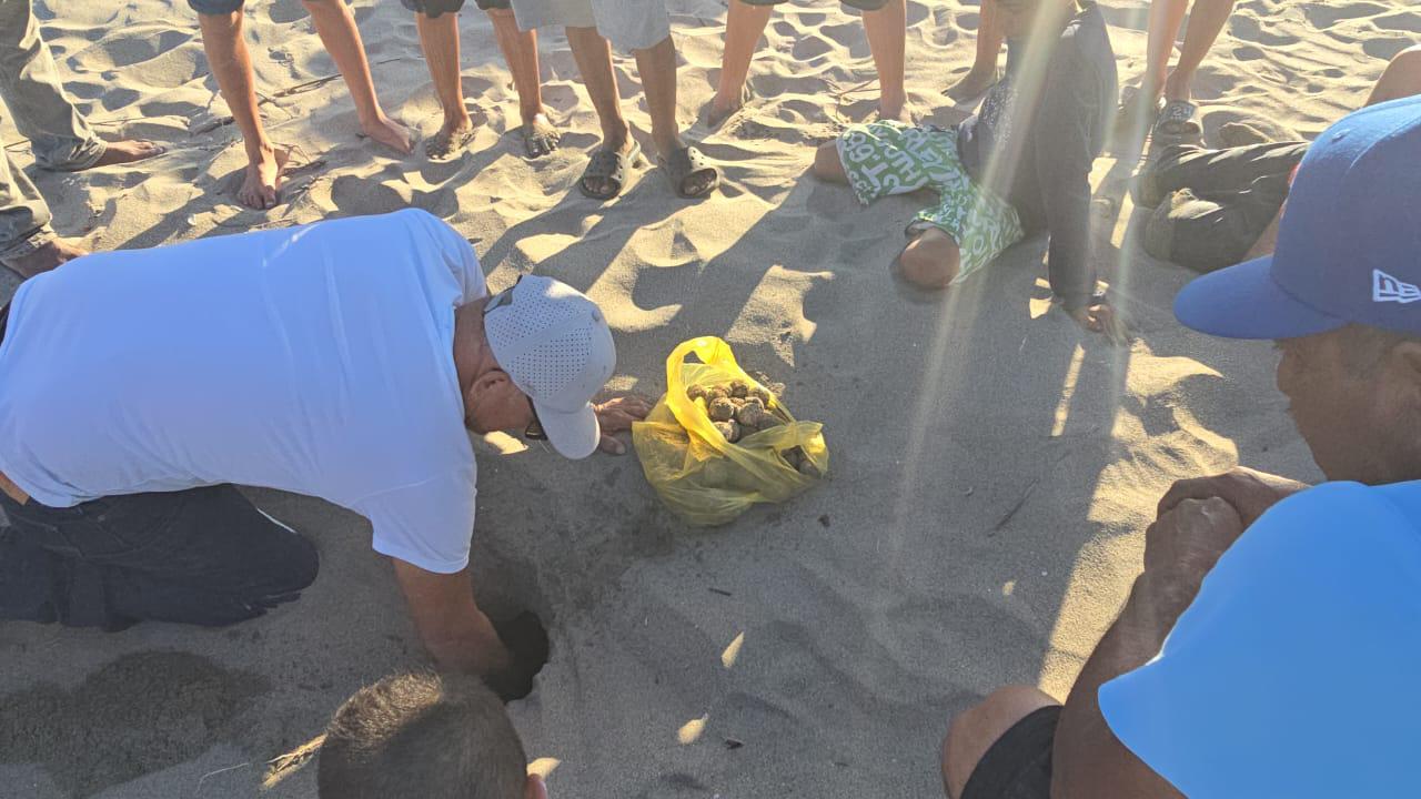 $!Sorprende a bañistas tortuga que salió a desovar en playa de Rosario